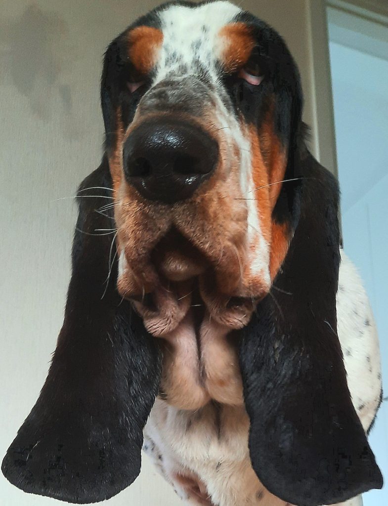 Close-up of a tri-color hound dog's face, highlighting its large nose and long, droopy ears.
